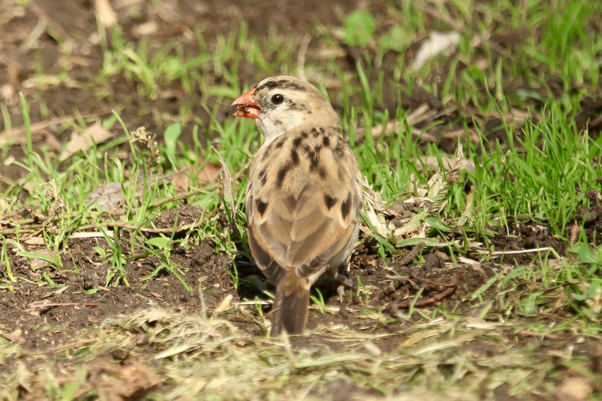 針尾維達雀 - ML644447770