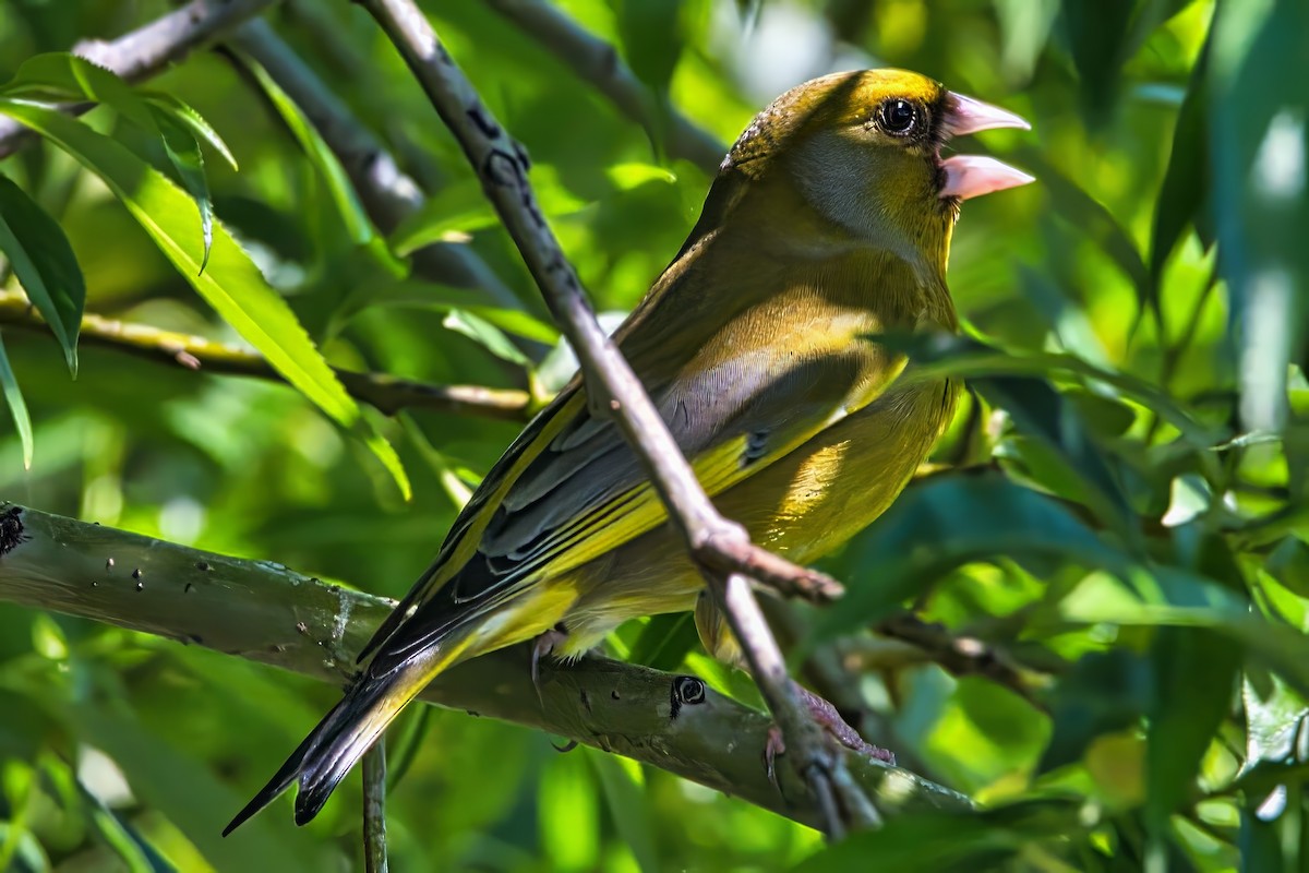 zvonek zelený - ML644447774