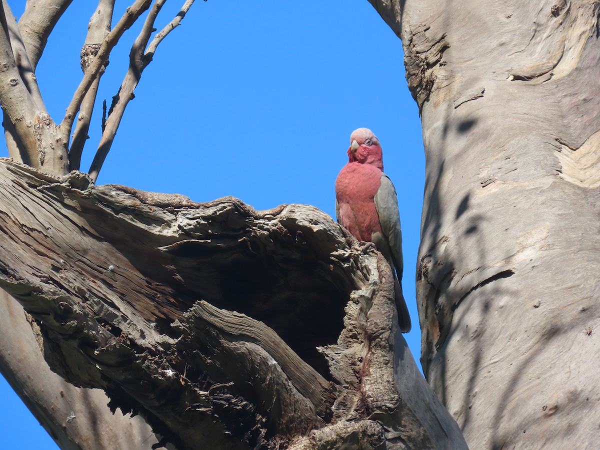 Galah - ML644447777