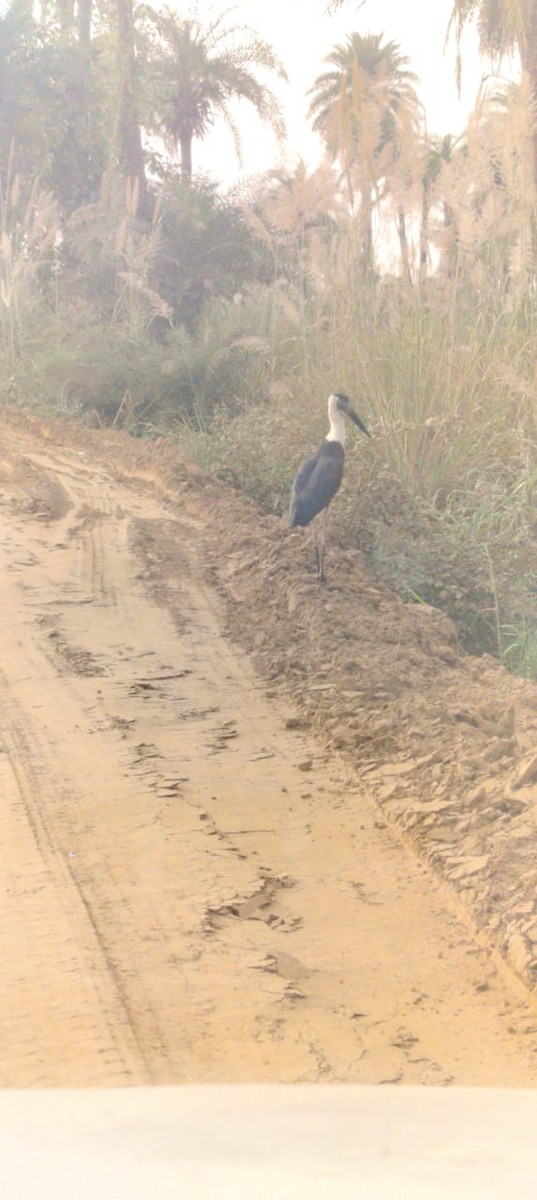 Asian Woolly-necked Stork - ML644447787