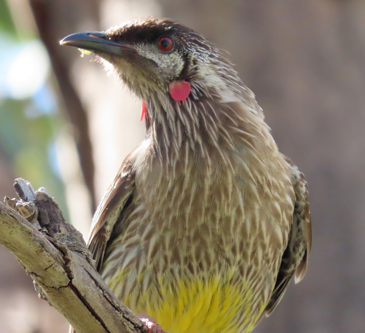 Red Wattlebird - ML644447790