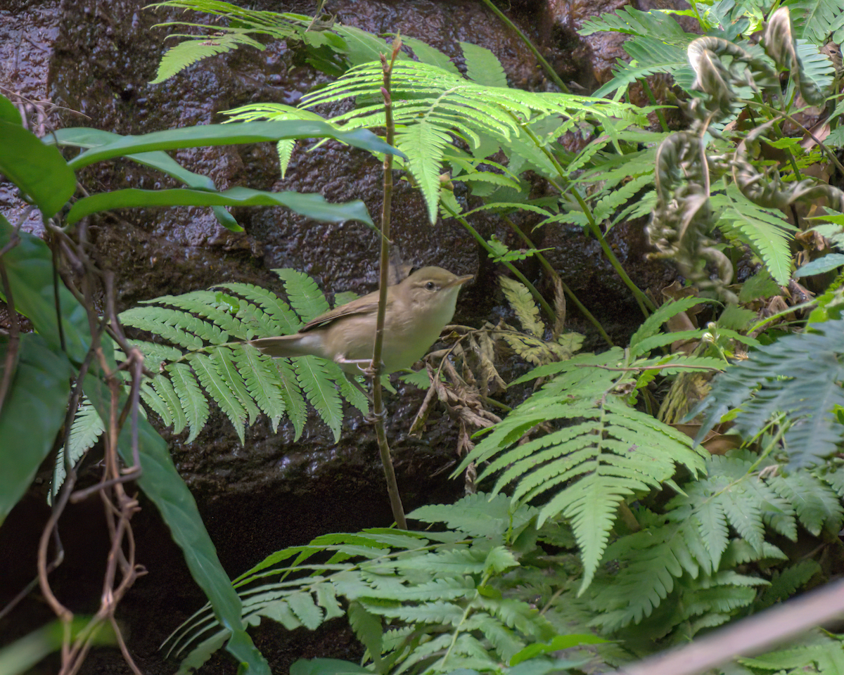 ヤブヨシキリ - ML644447791