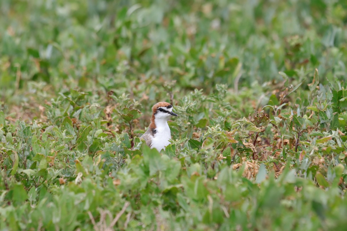 Red-capped Plover - ML644447795