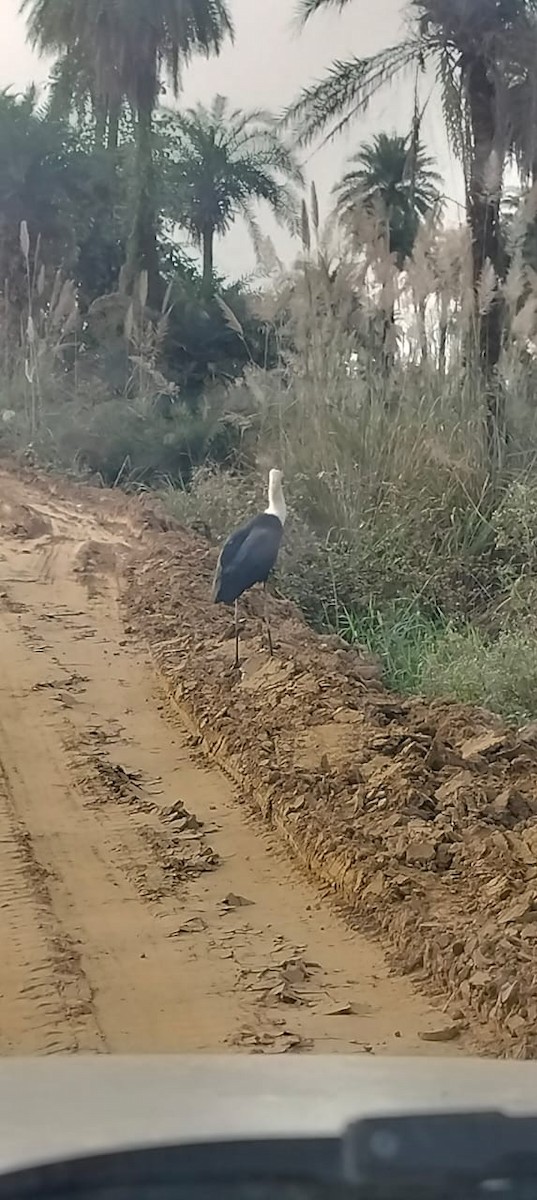 Asian Woolly-necked Stork - ML644447796