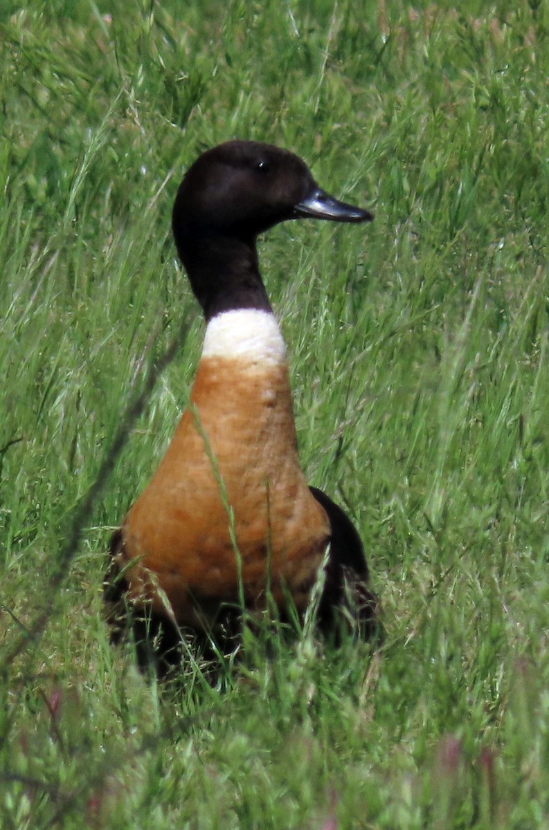 Галагаз австралійський - ML644447809