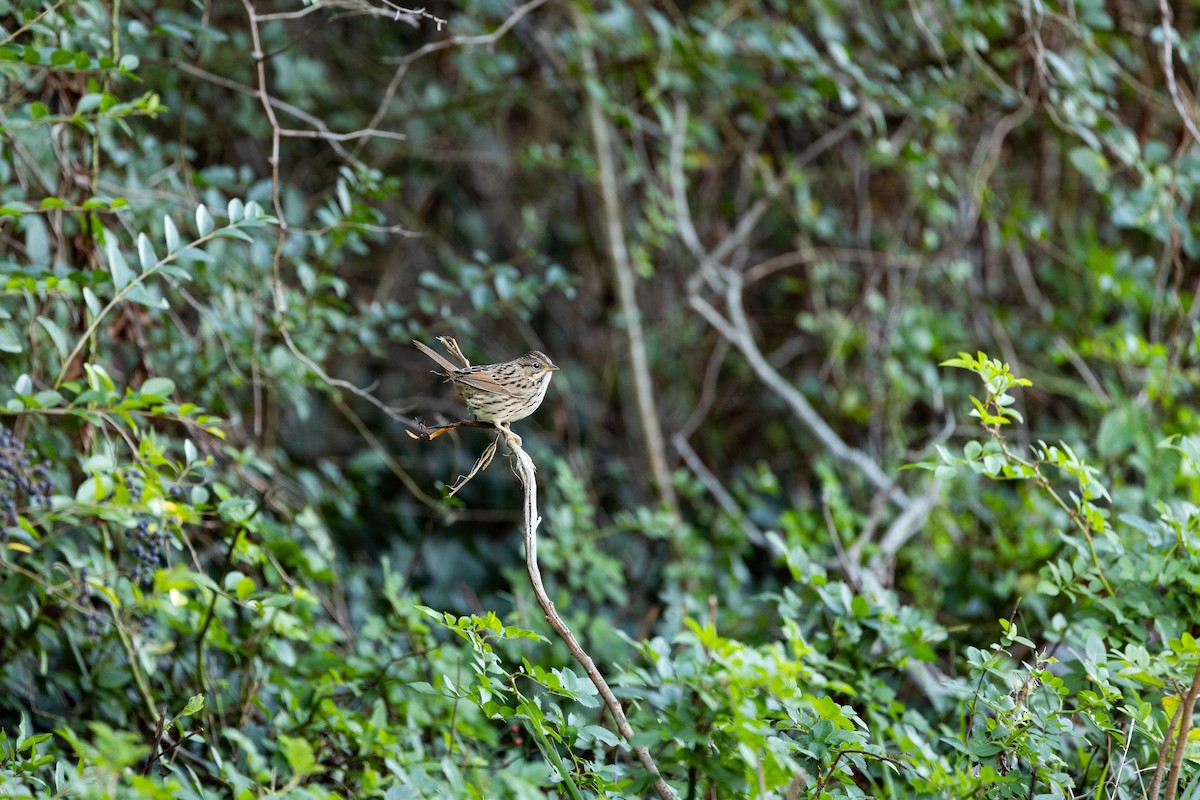 Lincoln's Sparrow - ML644447816
