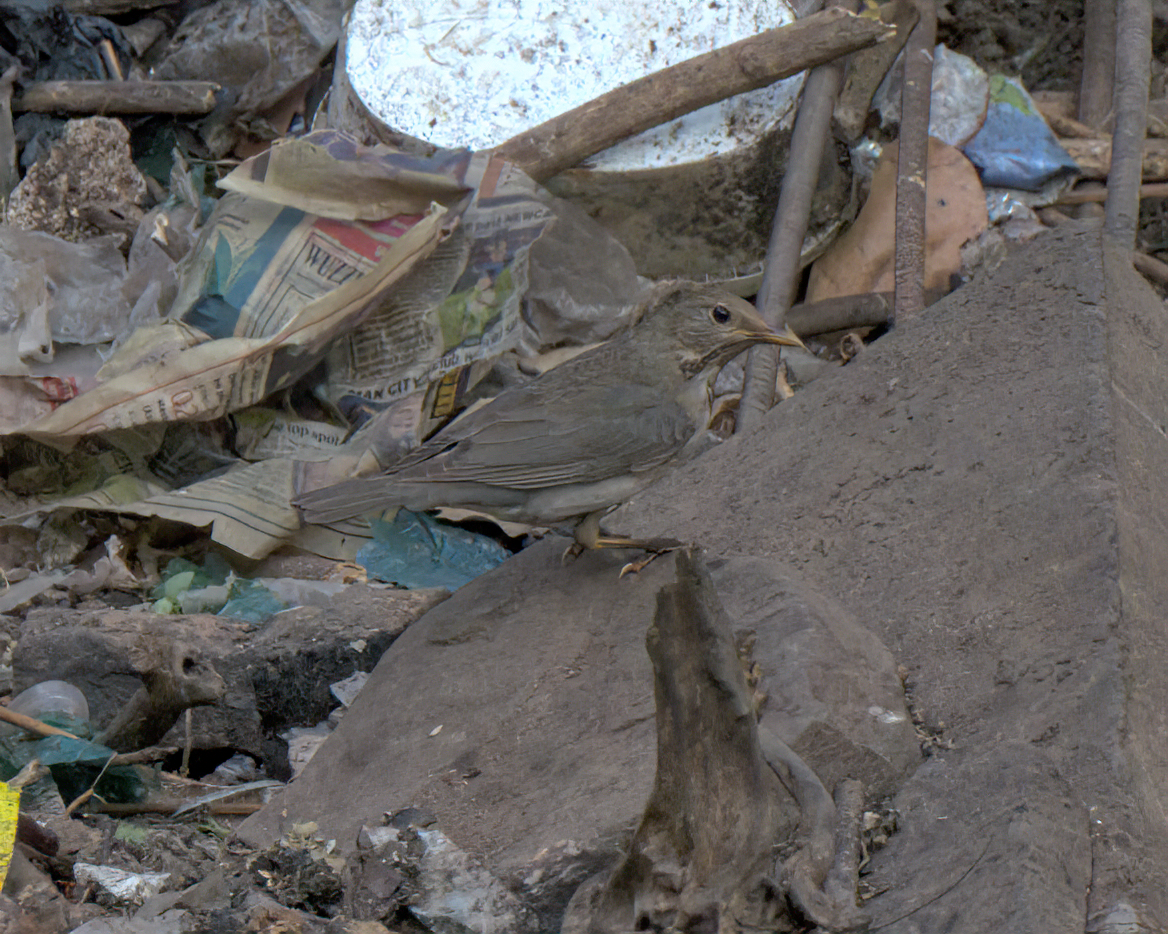 Tickell's Thrush - ML644447818