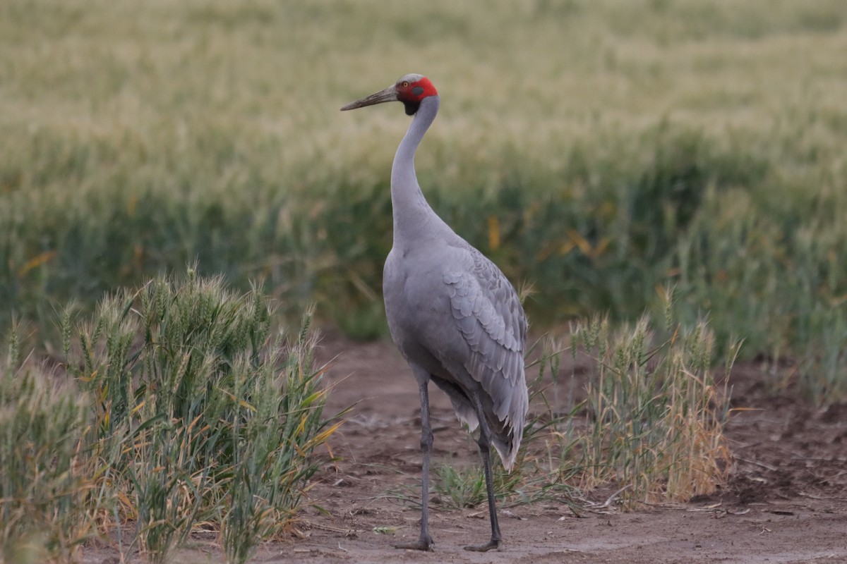 Brolga - ML644447827