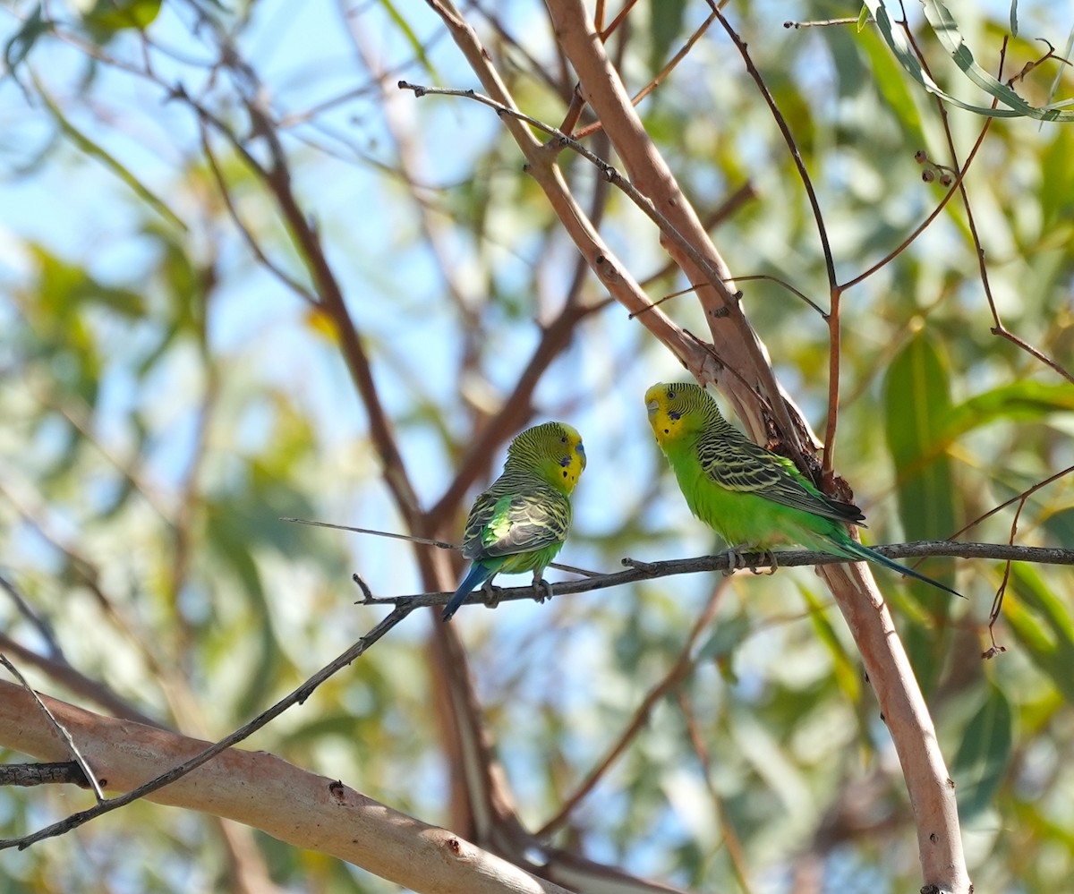 Budgerigar - ML644447830