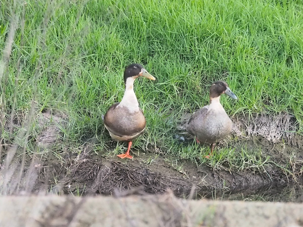 Ánade Azulón (variedad doméstica) - ML644447832