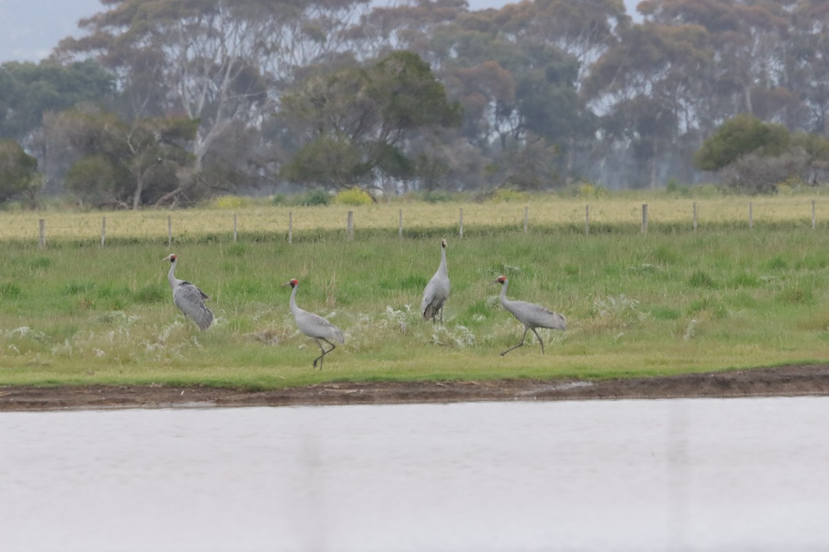 Grulla Brolga - ML644447834