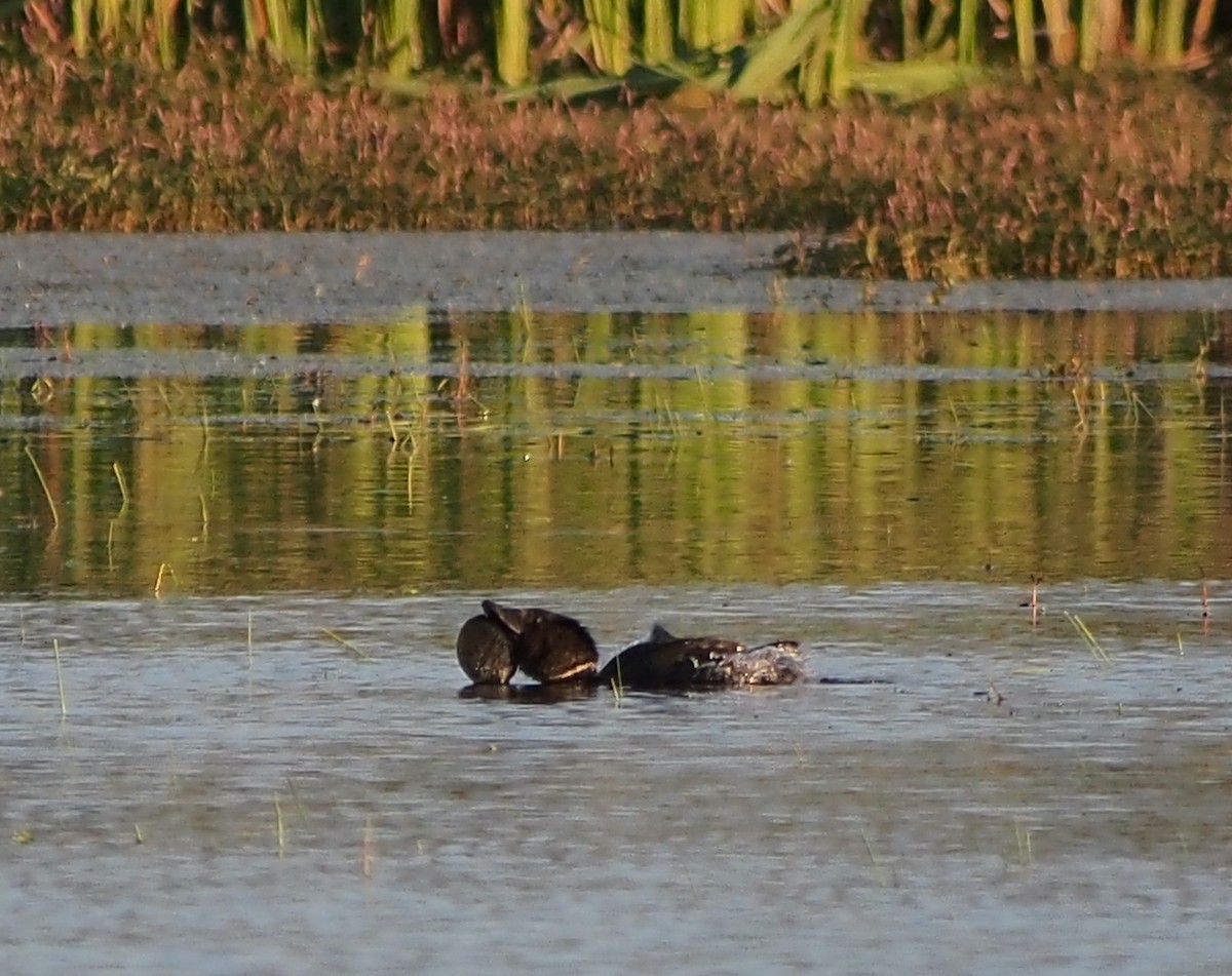 Malvasía Papuda - ML644447835