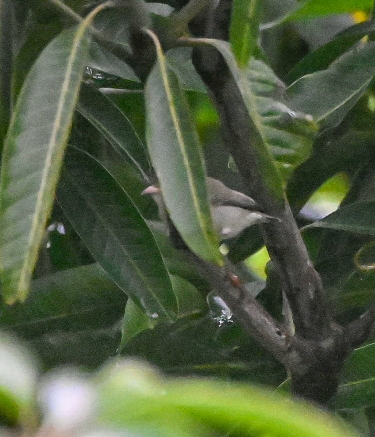 Picaflores Picogrueso - ML644447838