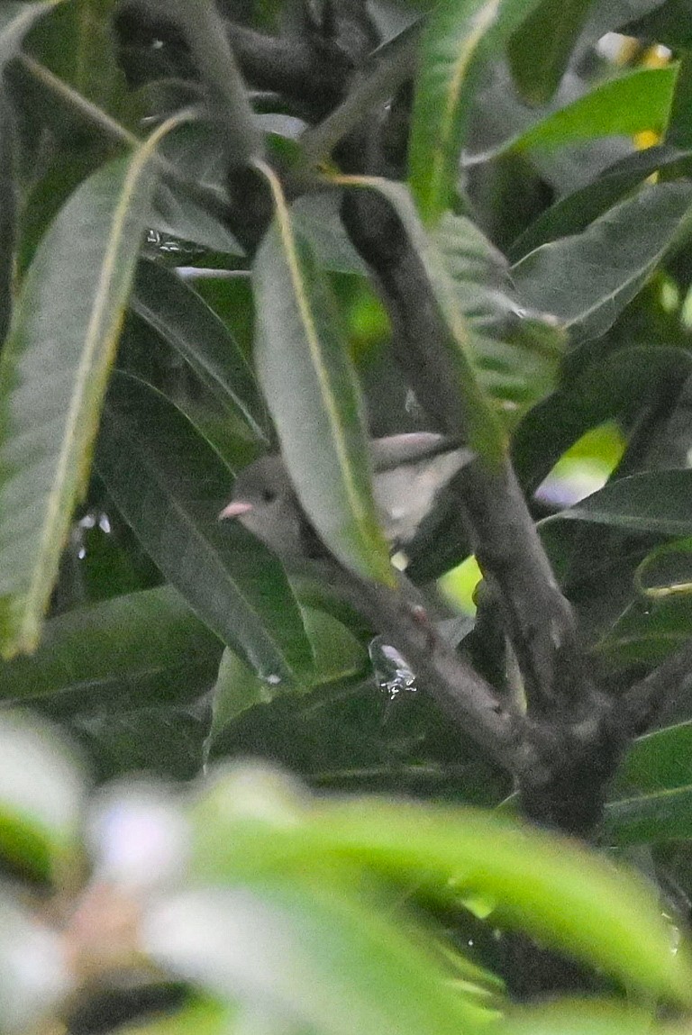 Picaflores Picogrueso - ML644447839