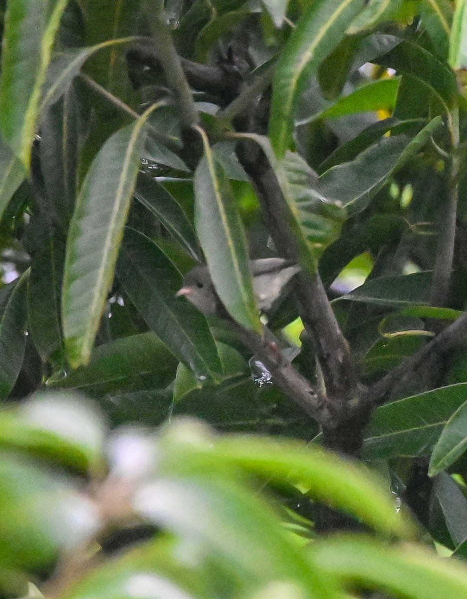 Picaflores Picogrueso - ML644447840