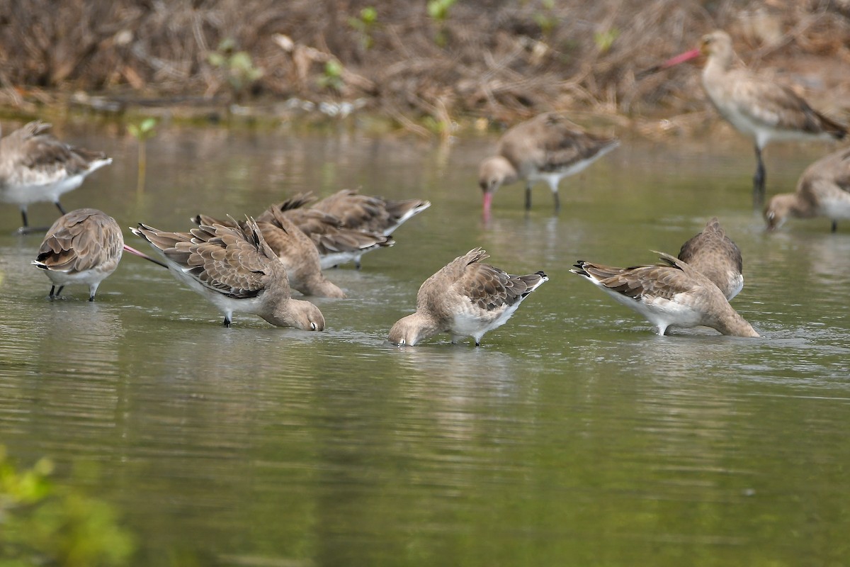 Aguja Colinegra - ML644447843