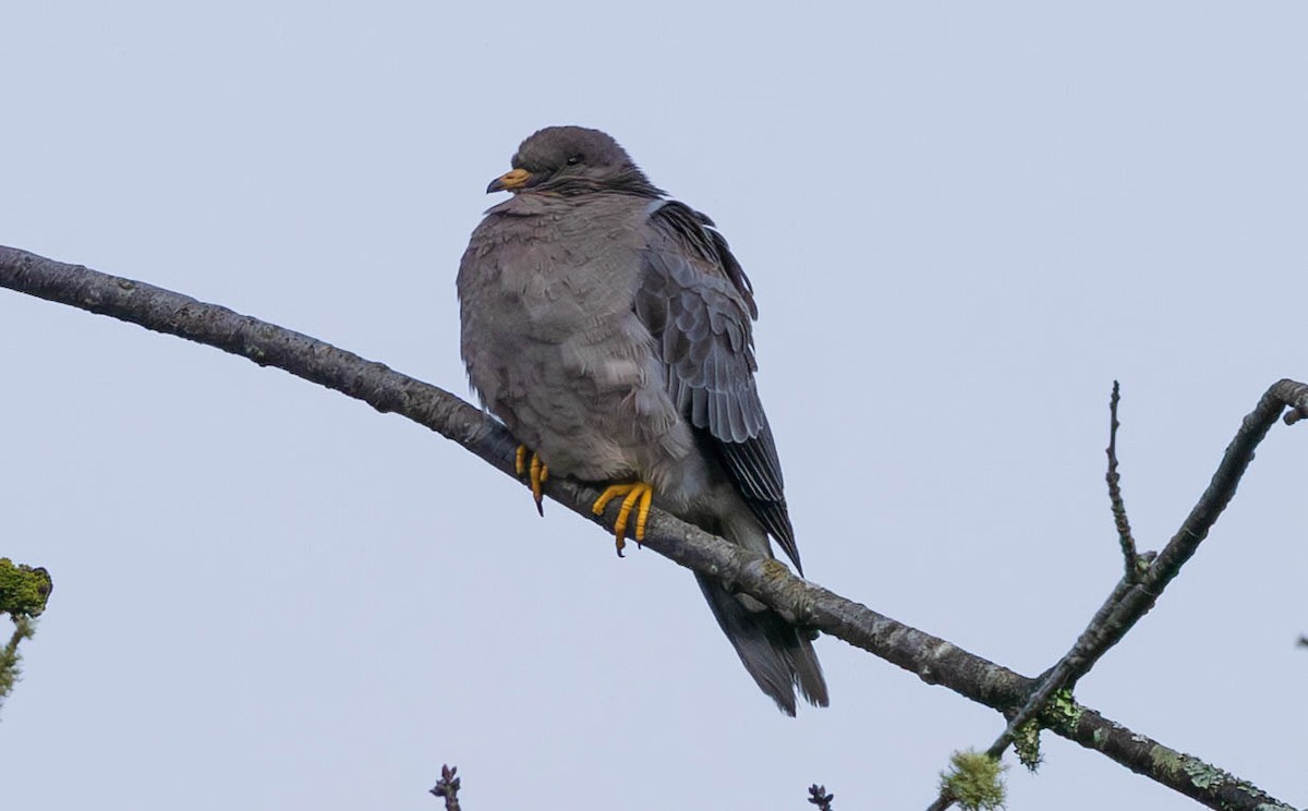 Paloma Torcaza - ML644447844