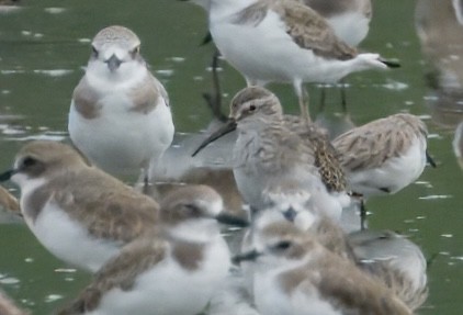 Correlimos Zarapitín - ML644447845