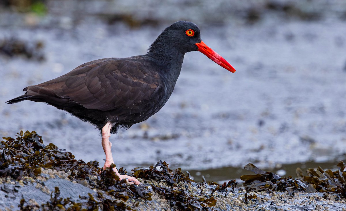 Ostrero Negro Norteamericano - ML644447846