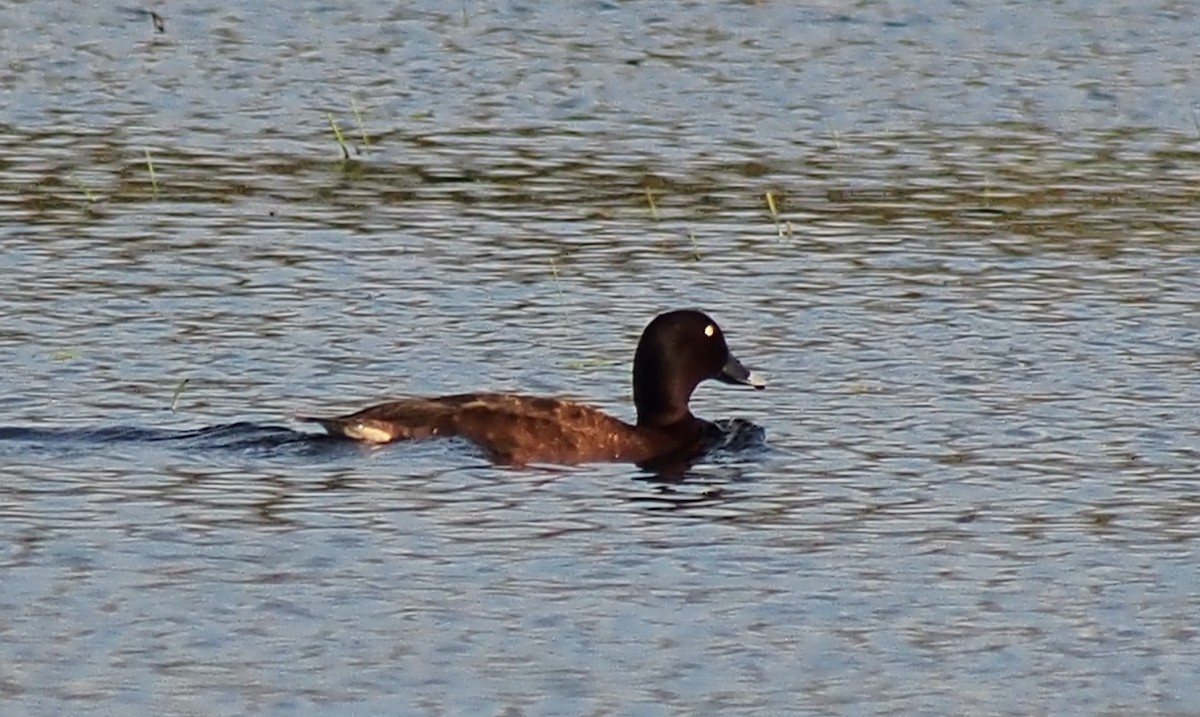 Porrón Australiano - ML644447847