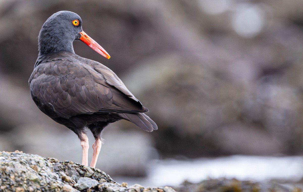 Ostrero Negro Norteamericano - ML644447848