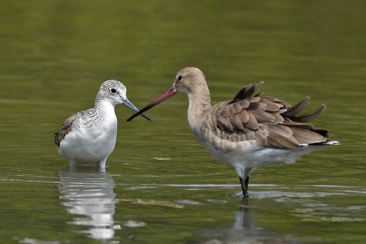 Archibebe Claro - ML644447849