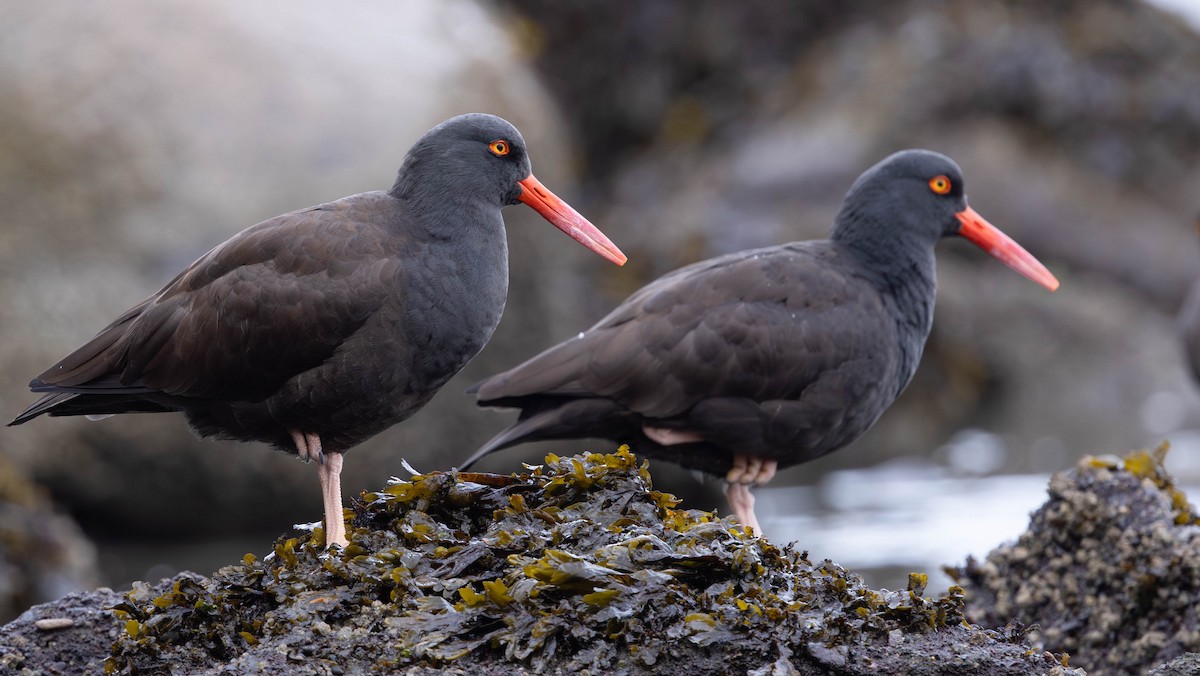 Ostrero Negro Norteamericano - ML644447850