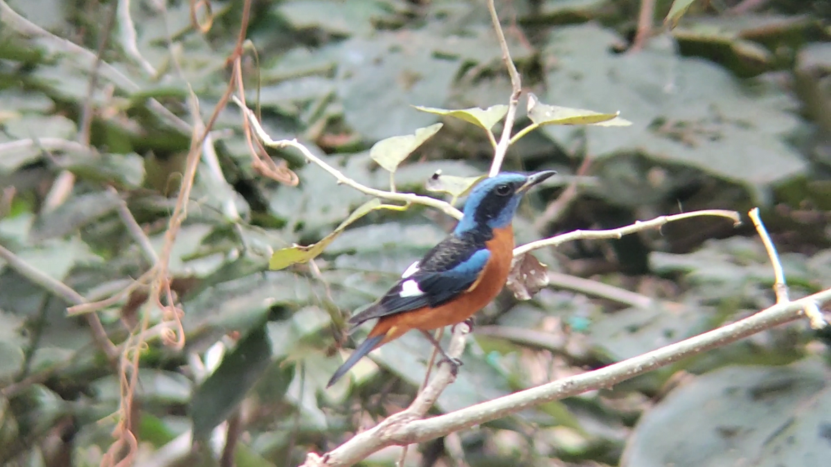 Roquero Capiazul - ML644447851