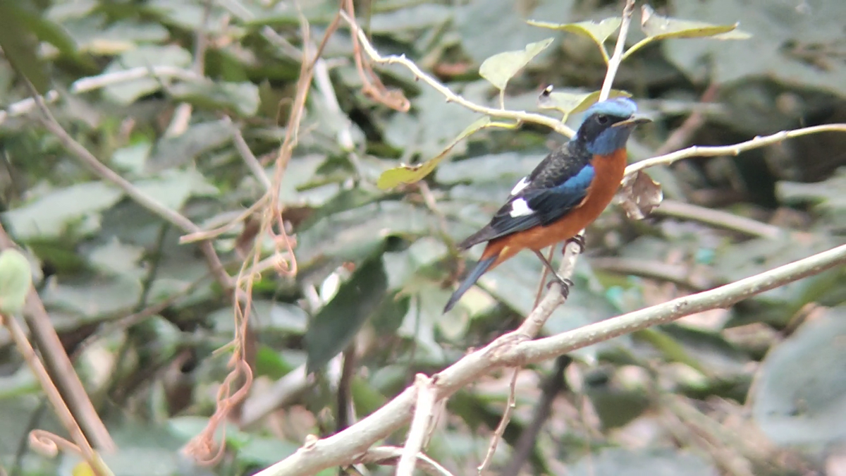 Roquero Capiazul - ML644447852