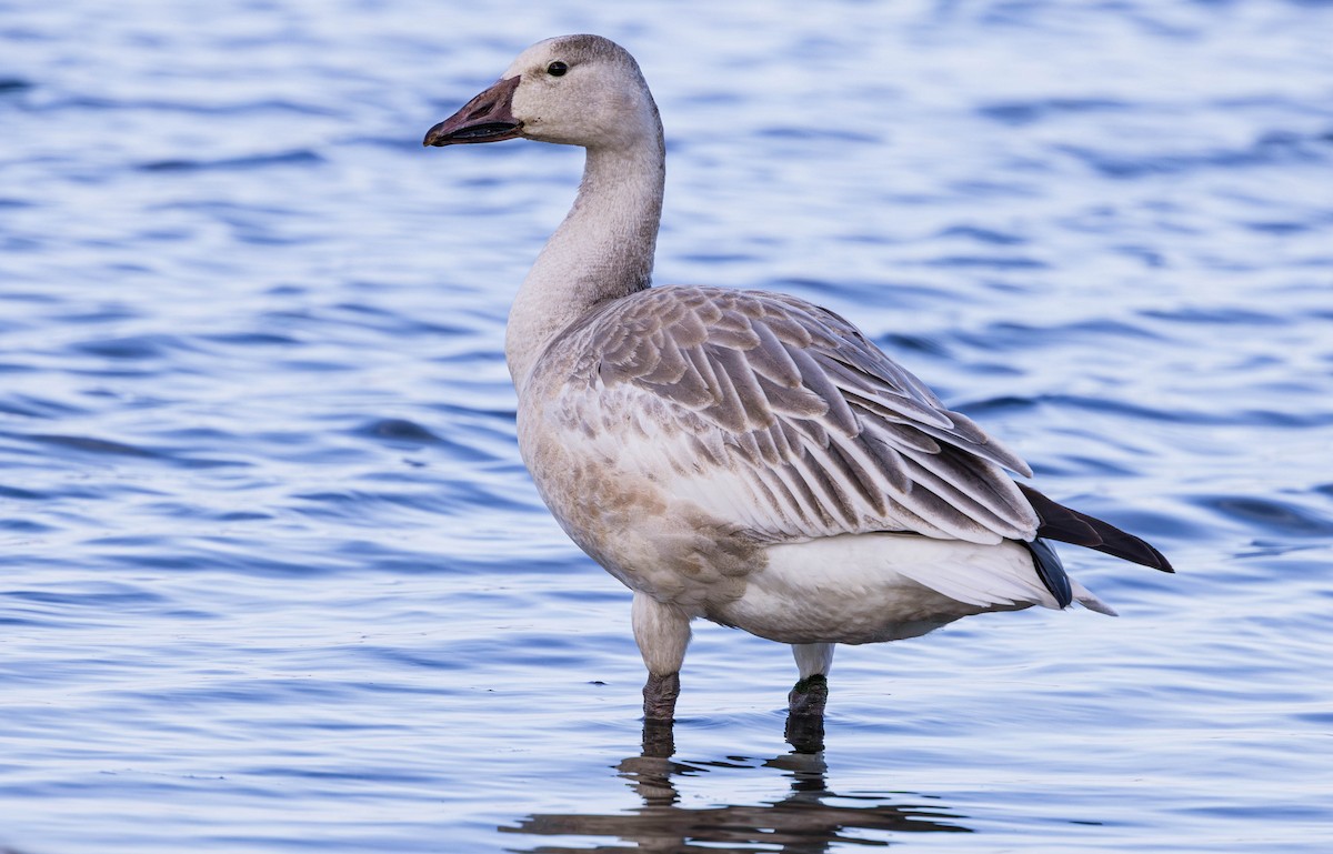 Ánsar Nival - ML644447853