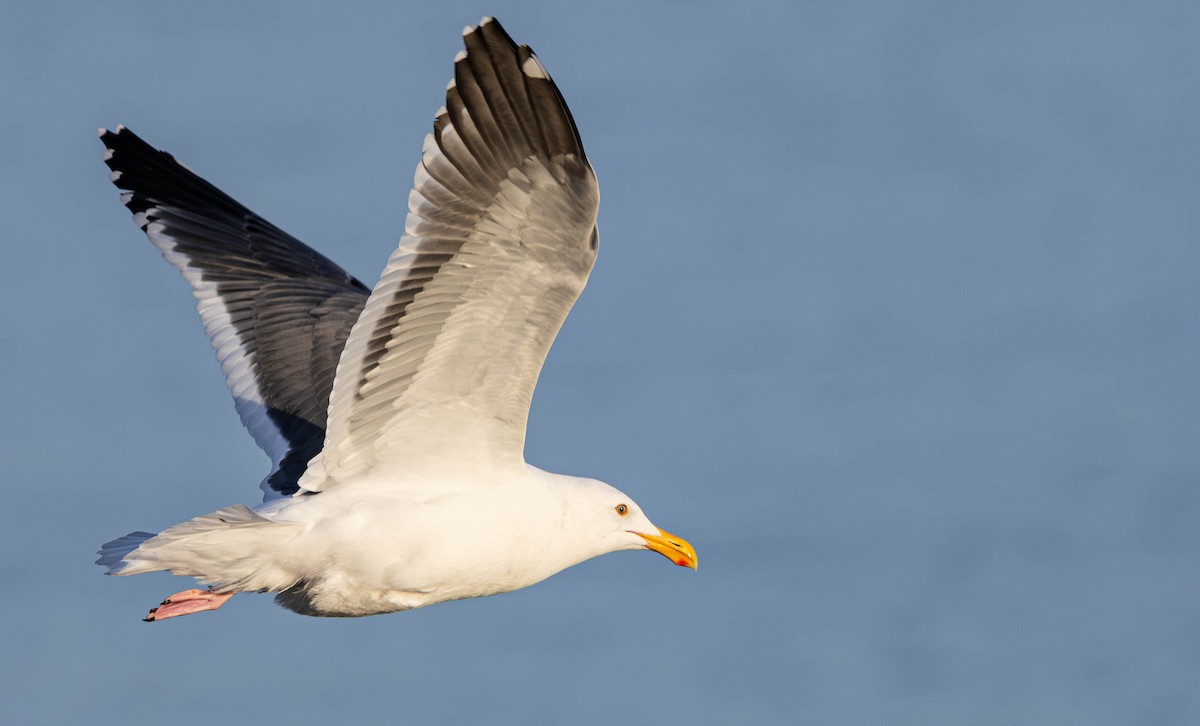 Gaviota Occidental - ML644447856