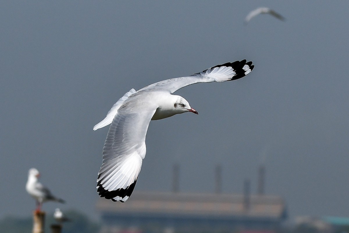 Gaviota Centroasiática - ML644447857