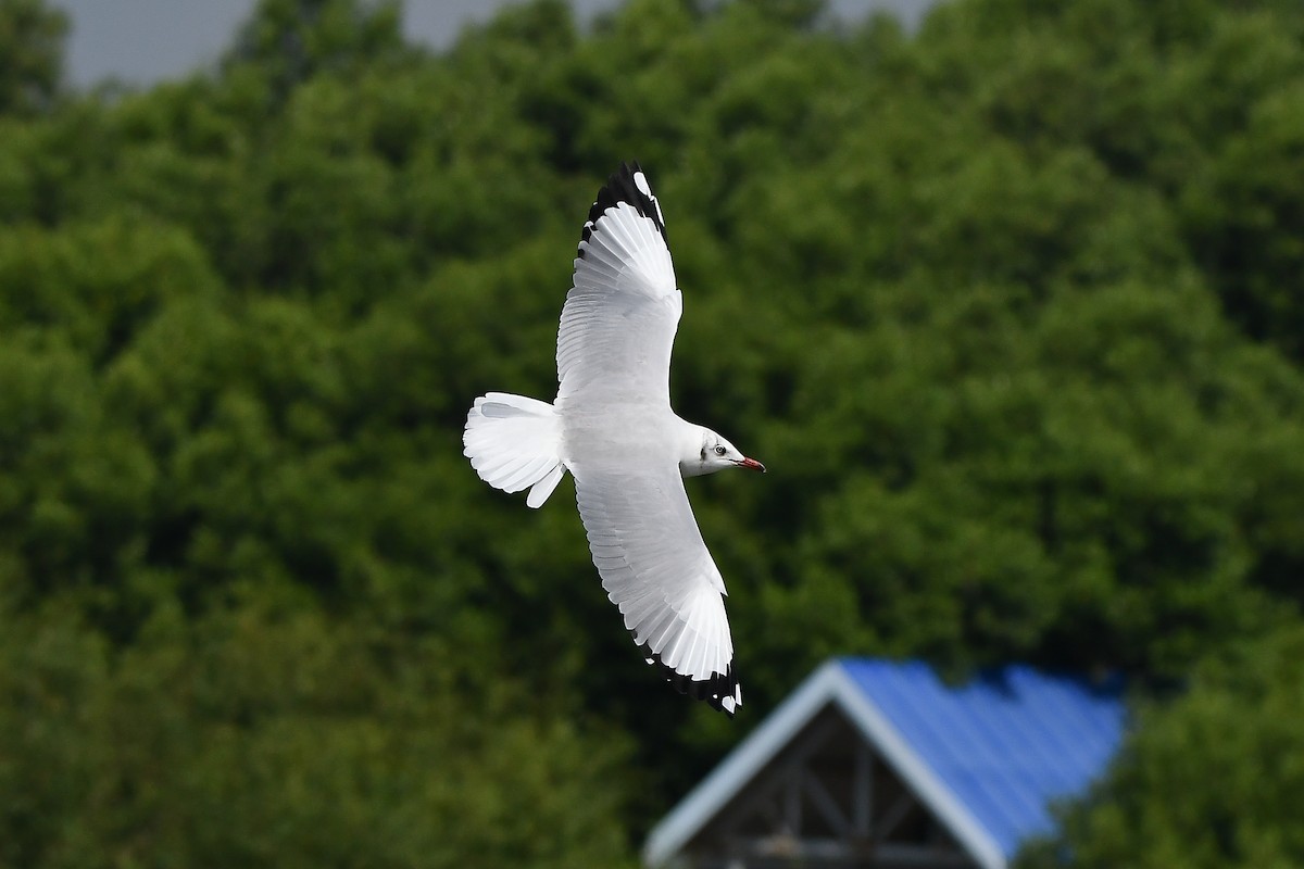 Gaviota Centroasiática - ML644447858
