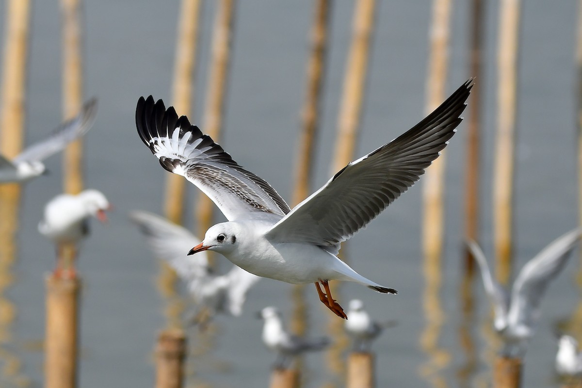 Gaviota Centroasiática - ML644447859