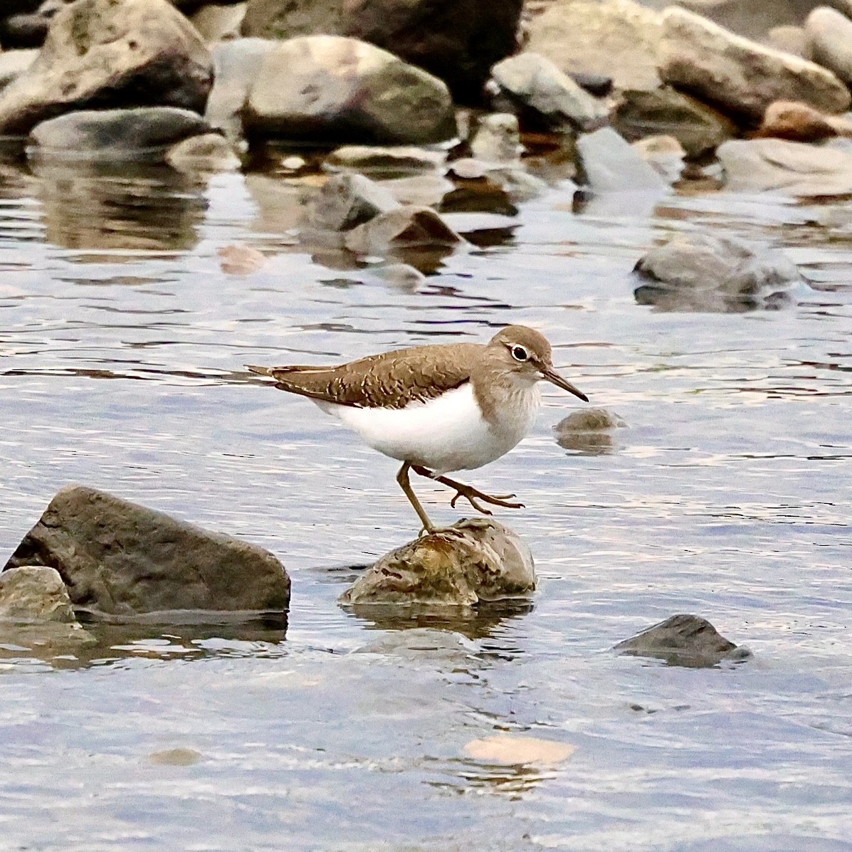 Andarríos Chico - ML644447860