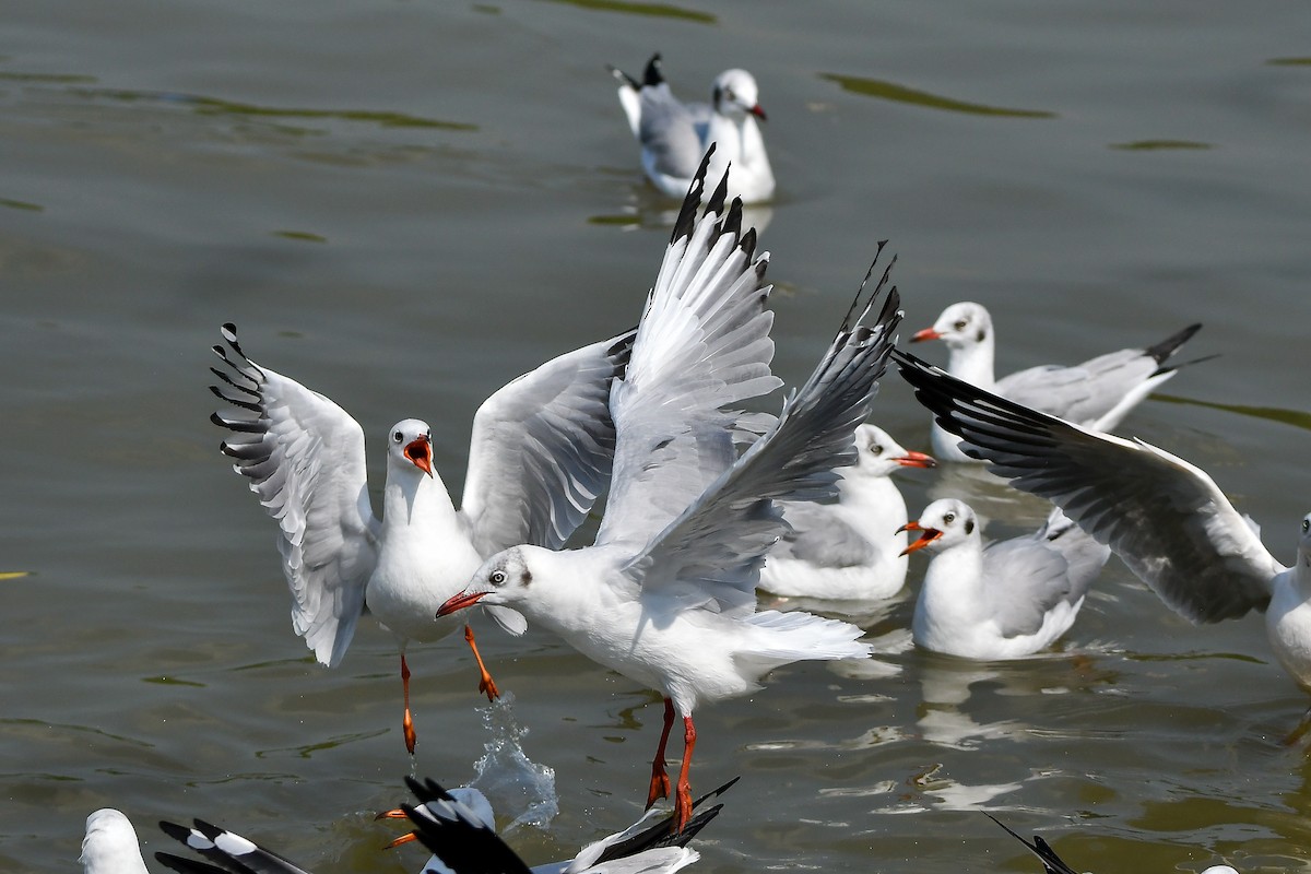 Gaviota Centroasiática - ML644447861