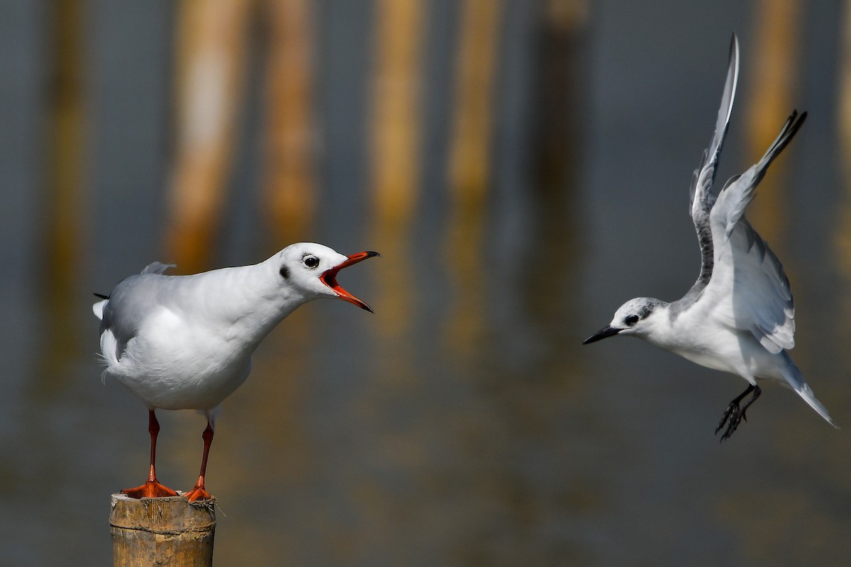 Gaviota Centroasiática - ML644447862