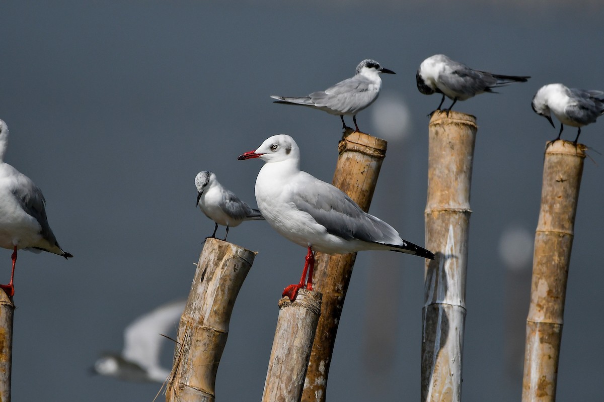 Gaviota Centroasiática - ML644447863