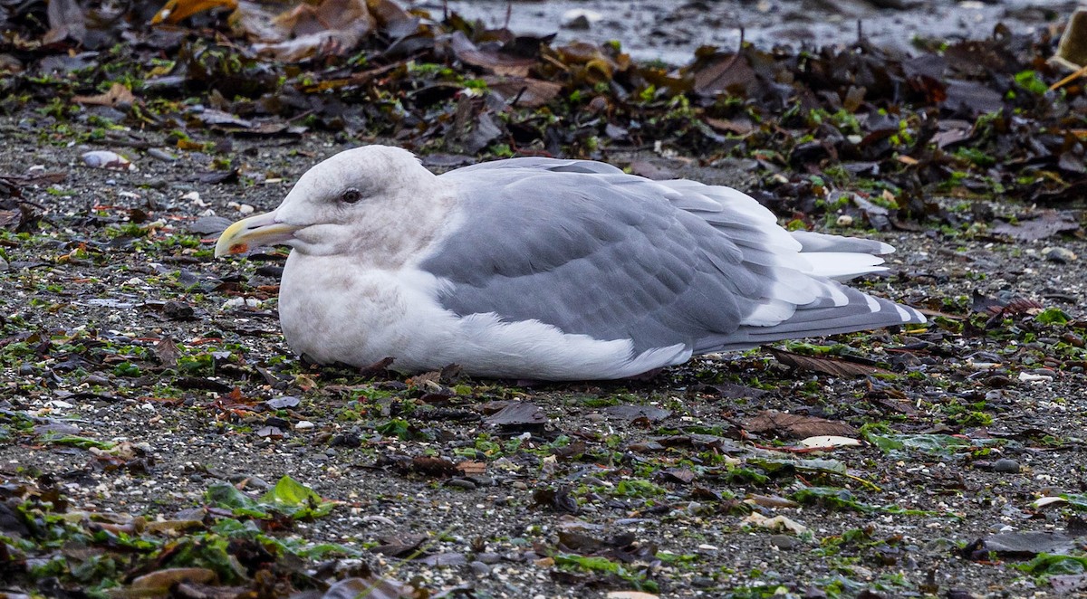 Gaviota de Bering - ML644447865