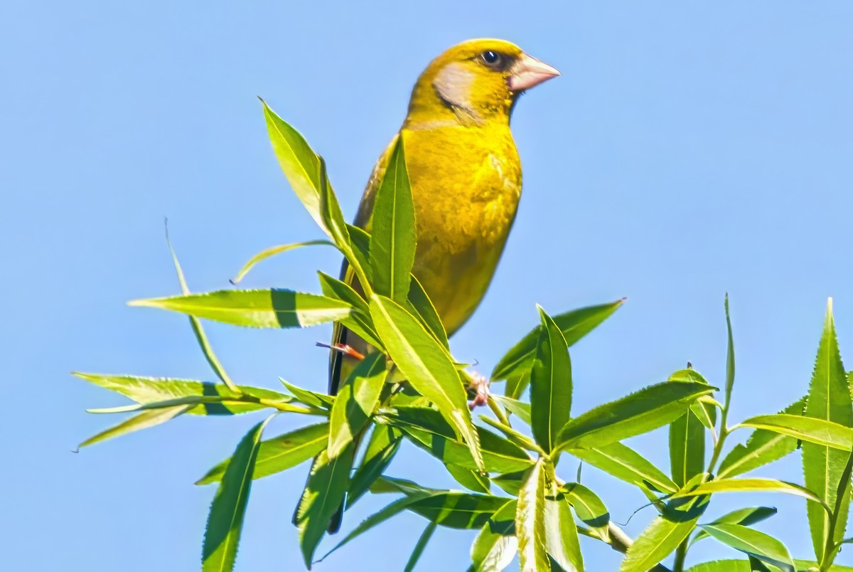 zvonek zelený - ML644447889