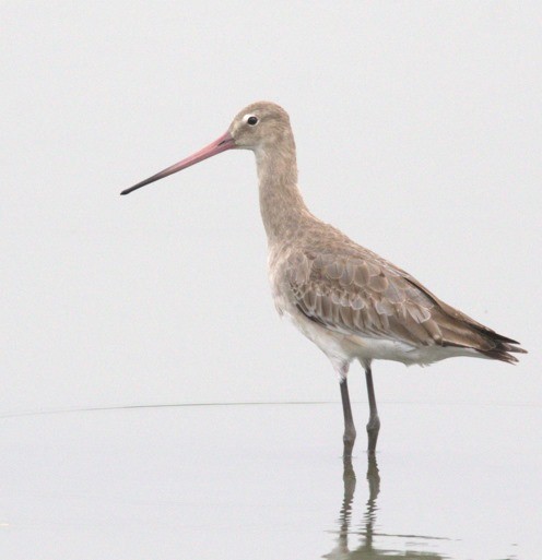 Морин цууцал - ML644447894