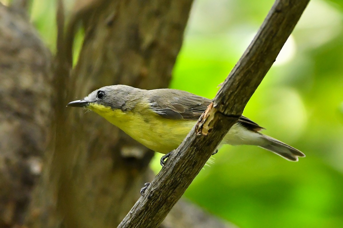 Gérygone soufrée - ML644447897