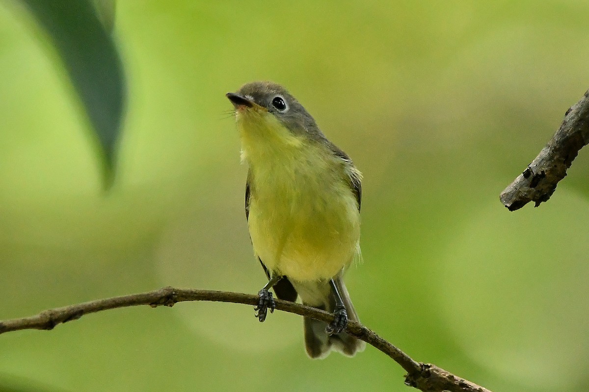 Gérygone soufrée - ML644447899