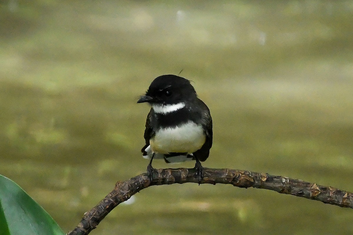 Malaysian Pied-Fantail - ML644447901