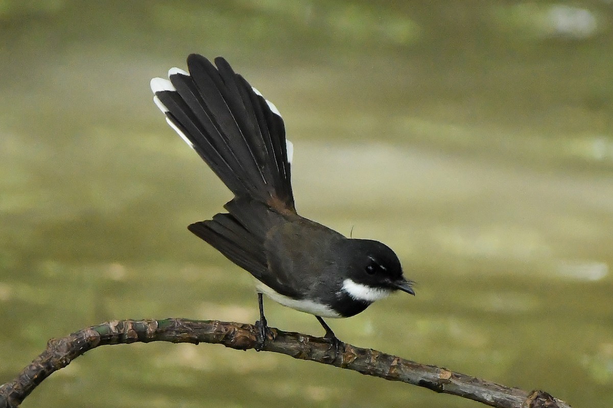 Malaysian Pied-Fantail - ML644447902