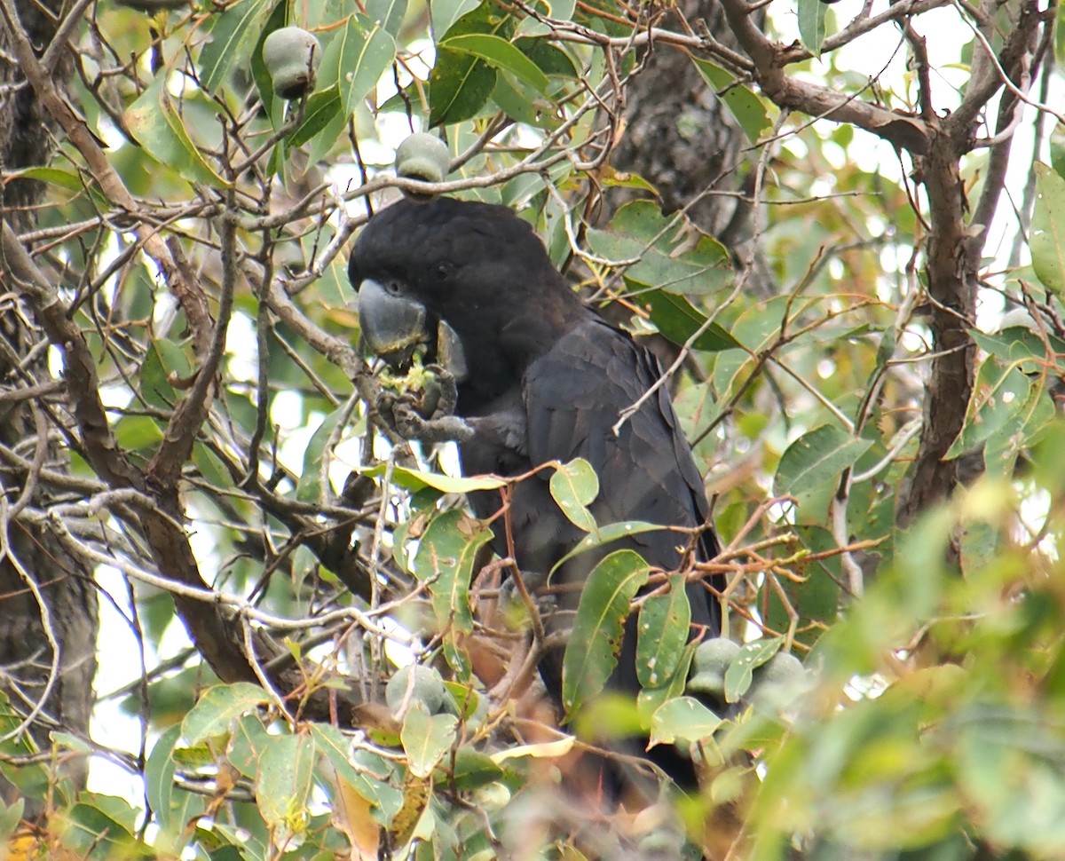 Red-tailed Black-Cockatoo - ML644447903
