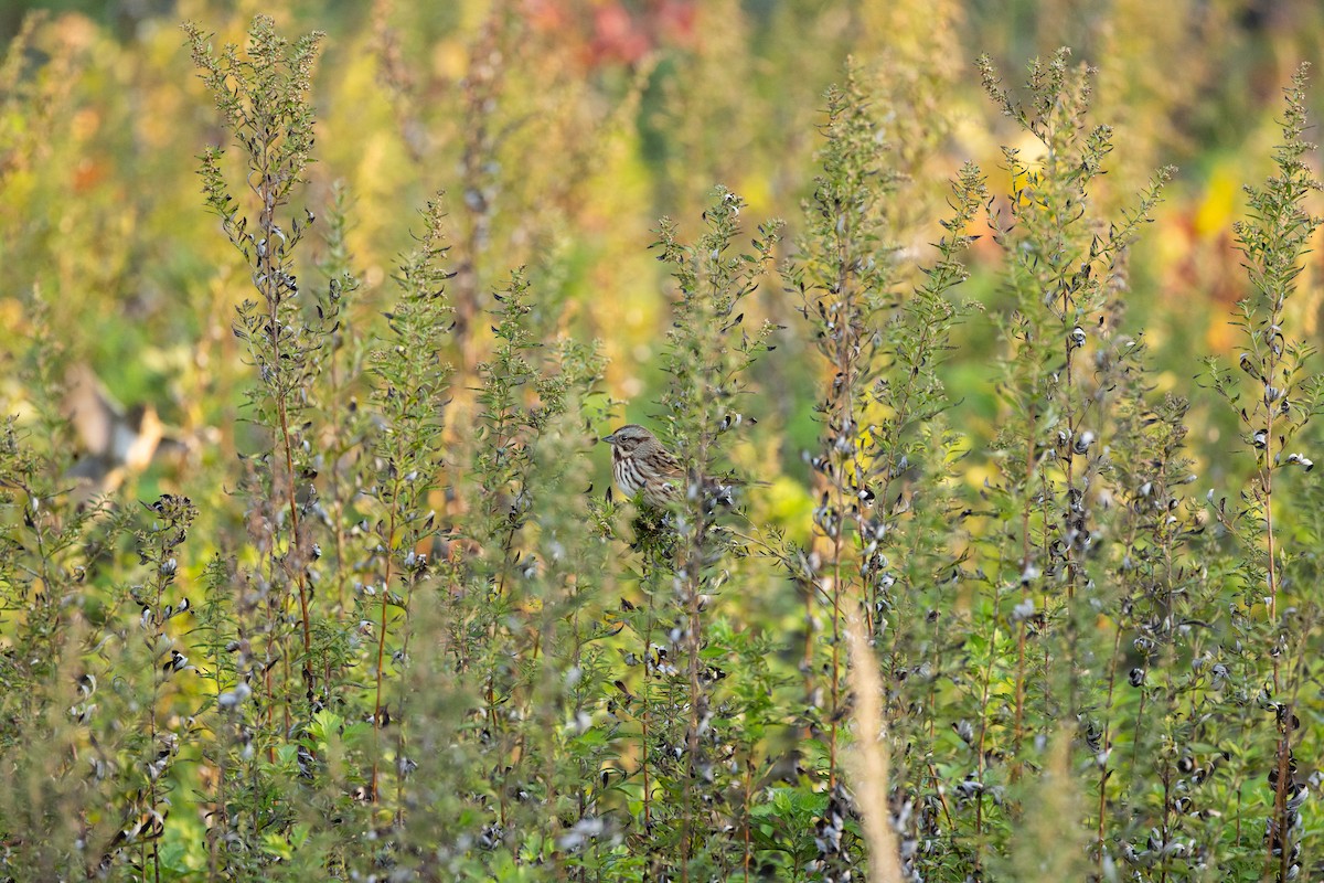 Song Sparrow - ML644447904
