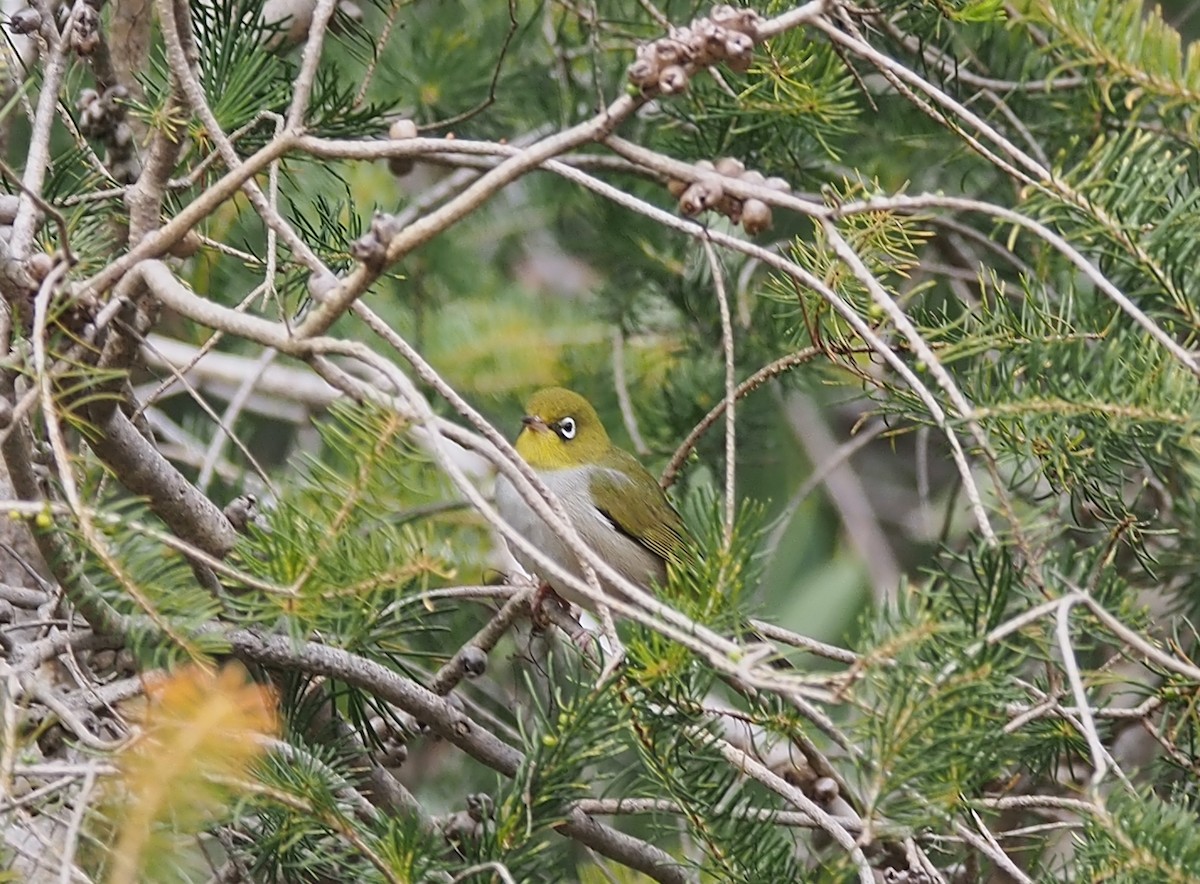 Silvereye - ML644447905