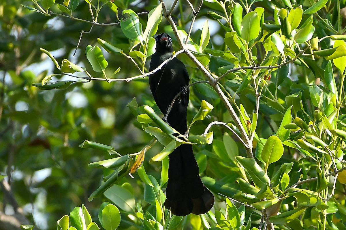 straka tmavá - ML644447907