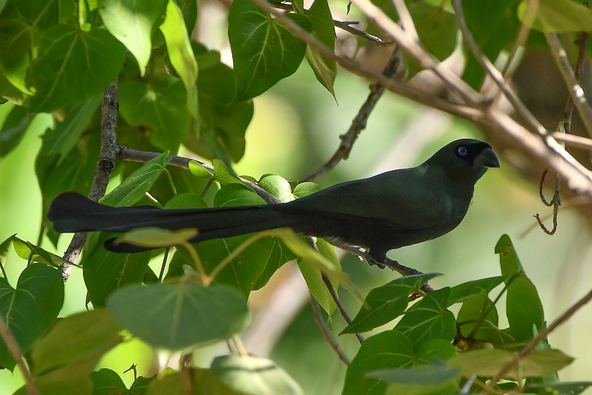 straka tmavá - ML644447908